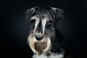 portrait of a black and white miniature schnauzer terrier