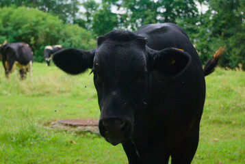black and white cow