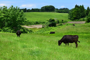 牛の放牧 高原牧場