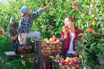 Fototapeta premium Three workers harvesting apples in plantation. Girl have picked one apple and eating it.