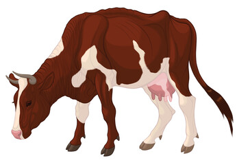 Image of a grazing domestic cow. Colored illustration of a piebald cattle with brown spots. Design element for farm, dairy packaging or meat products.