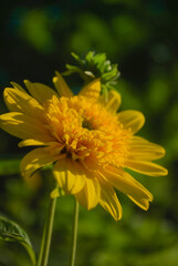  yellow flower