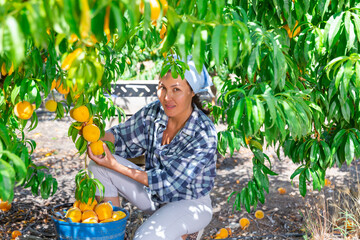Portrait of happy asian female owner of orchard gathering crop of ripe peaches in summertime. Harvest time © JackF