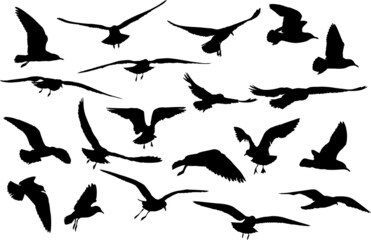 twenty gull silhouettes collection isolated on white