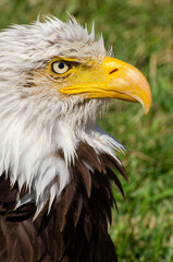Profile of a Bald Eagle Sitting Up