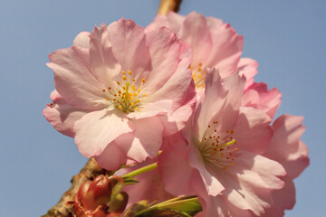 Cherry blossoms in Hirosaki Park shining in the morning sun