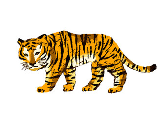 かっこいいワイルドな虎のイラスト／Cool wild tiger illustration