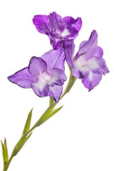 single lilac gladiolus three blooms flower