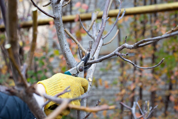 Pruning trees without leaves. Close-up of hands in gardening gloves with pruning shears of Caucasian pruning walnut branches in his garden in mid-autumn.  - obrazy, fototapety, plakaty