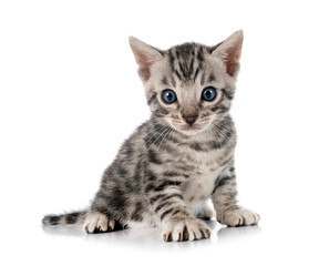 bengal kitten in studio