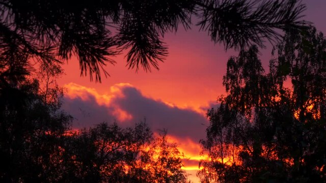 Timelapse of vibrant glowing sunset sky framed by pine tree branches, dramatic zoom in