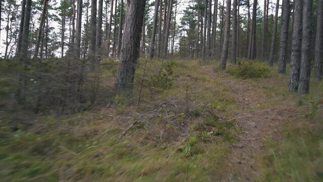 Running Along The Pine Forest Path. Pov Steadicam Shot