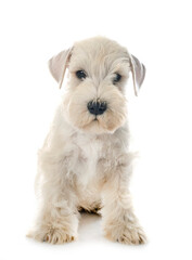 puppy miniature schnauzer in studio
