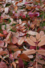 Autumn background of leaves. Fallen colorful leaves of trees lying on green grass with water drops from rain and selective focus. 