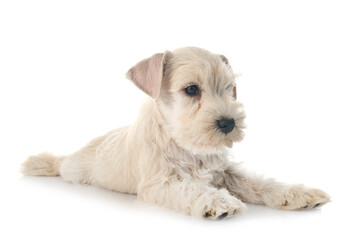 puppy miniature schnauzer in studio