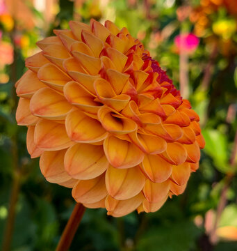 Almost a Pumpkin orange dahlia.
