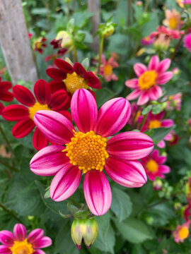 Fuschia and Pink