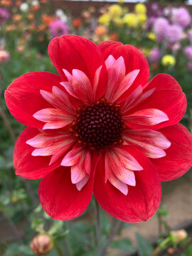 Plethora of Red