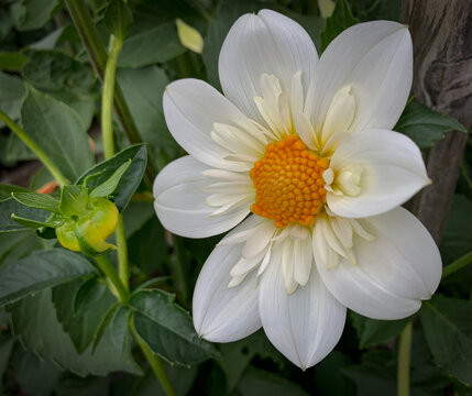 Snow White dahlia