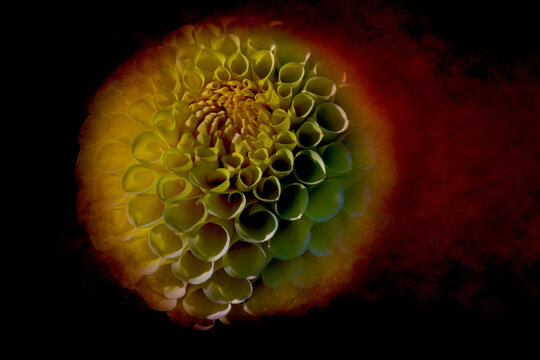 Fireball Yellow Dahlia