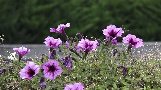 Purple flowers in windy weather. Petunia Cascadias Rim Magenta with blury green background.