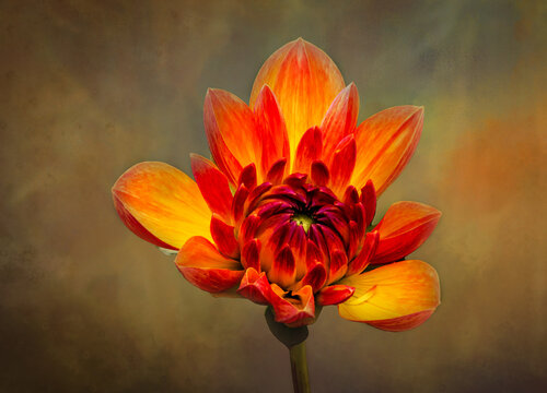 Dazzling  fall Dahlia