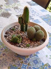Cactus 