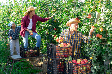 Fototapeta premium Man harvesting ripe apples on the farmer field