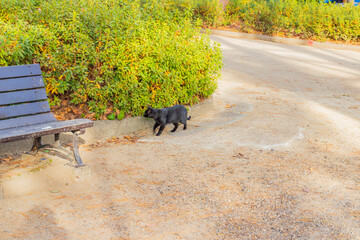 公園を散歩する猫