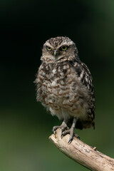 Cute Burrowing owl (Athene cunicularia) sitting on a branch. Blurry green background. 