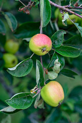 closeup of apple in a Swedish garden