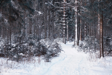 Fototapeta premium Winter forest. Landscape of the park in winter. Snow-covered trees at the edge.