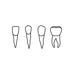 Human teeth: incisor, bicuspid, cuspid, moral. Vector, outline, anatomical, hand drawn illustration on white background.