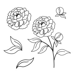 Vector illustratione branch of peonies with leaves, Black and white line art flower isolated on white background.