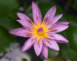 Obraz na płótnie Canvas Purple lotus with water droplets close-up