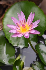 Purple lotus with water droplets close-up