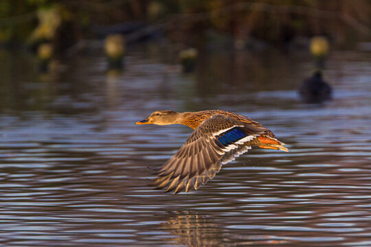 Mallard duck flying across a pond in London, UK