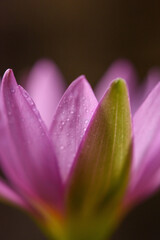Purple lotus with water droplets close-up
