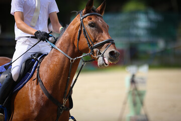 Horse jumping in portrait, with rider close-up head with open mouth bounded by locking strap, focus on the head of the horse..