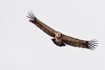 Griffon vulture, Gyps fulvus in Monfrague National Park. Extremadura, Spain