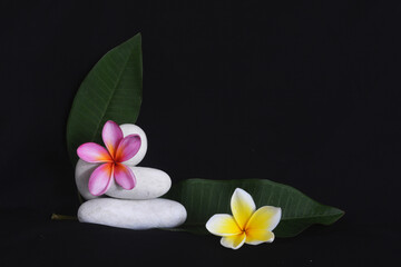 Fototapeta na wymiar Beautiful frangipani flower or plumeria, with black background for template or spa