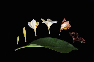 Beautiful frangipani flower or plumeria, with black background for template or spa