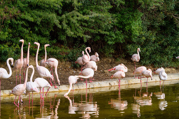 Naklejka premium Caribbean flamingo, Phoenicopterus roseus in Jerez de la Frontera, Spain