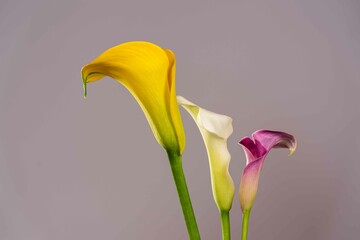 Calla lily Flowers
