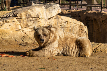 Brown bear, Ursus arctos in Tabernas desert, Andalusia, Spain