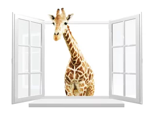 Poster Cute curious  giraffe stare at the opened window © frenta