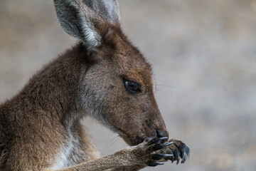 kangaroo cleaning her muzzle
