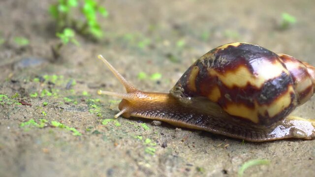 A Snail is going Slowly.