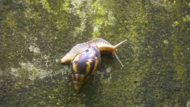 A Snail is going slowly on the wall