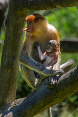 Proboscis monkeys mother and child